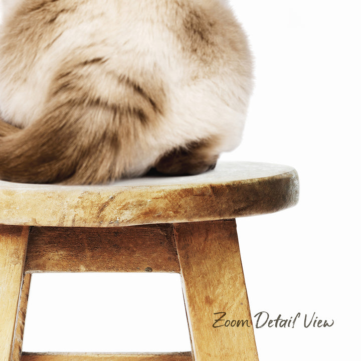A fluffy brown cat sitting on a wooden stool.