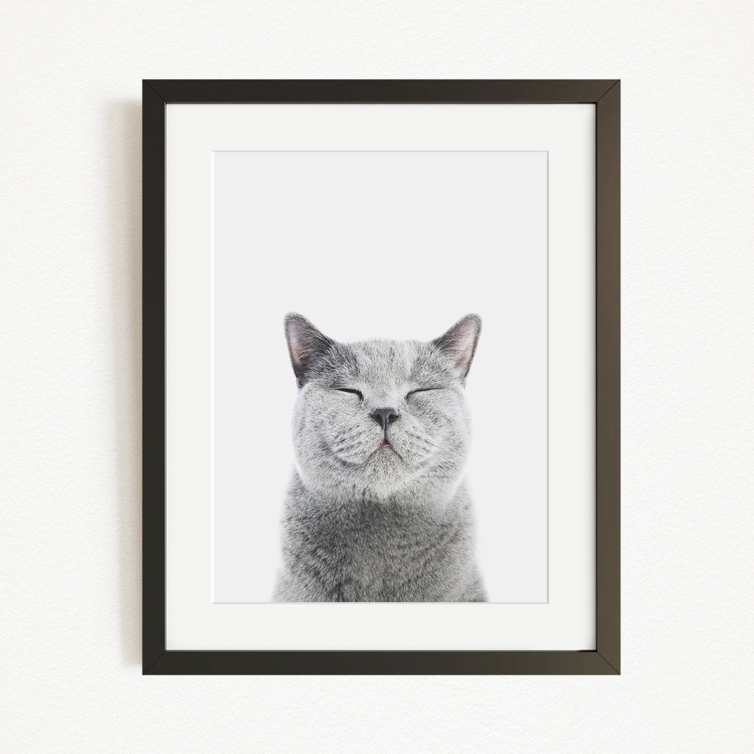 A gray cat with its eyes closed and whiskers visible, looking directly at the camera.