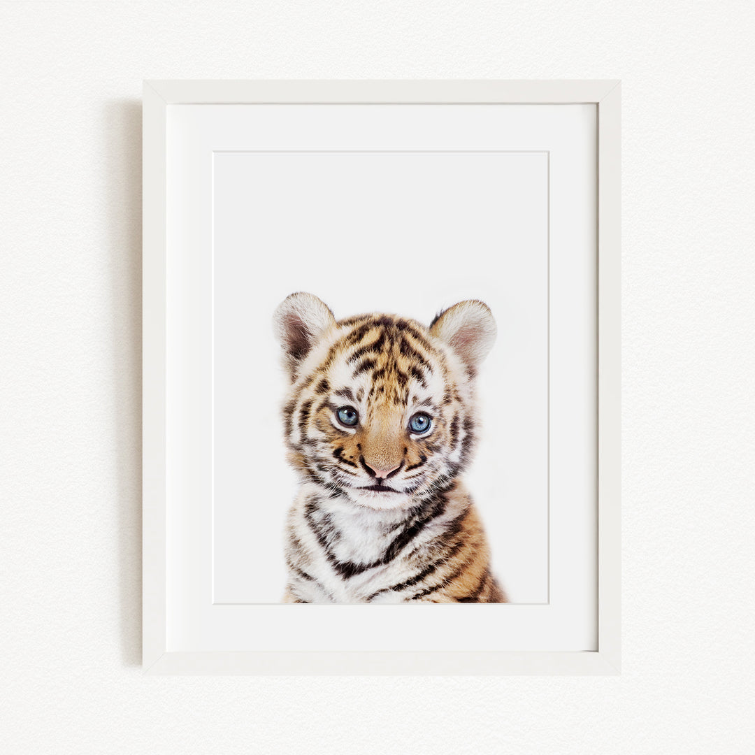 A young tiger cub with striking blue eyes and a striped coat is the focal point of the framed image.