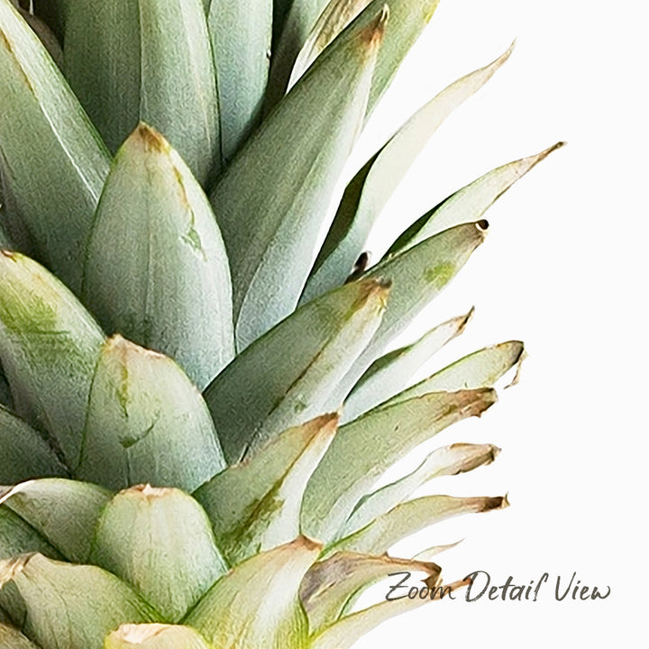 A close-up view of a pineapple plant, showcasing its green leaves and spiky crowns.