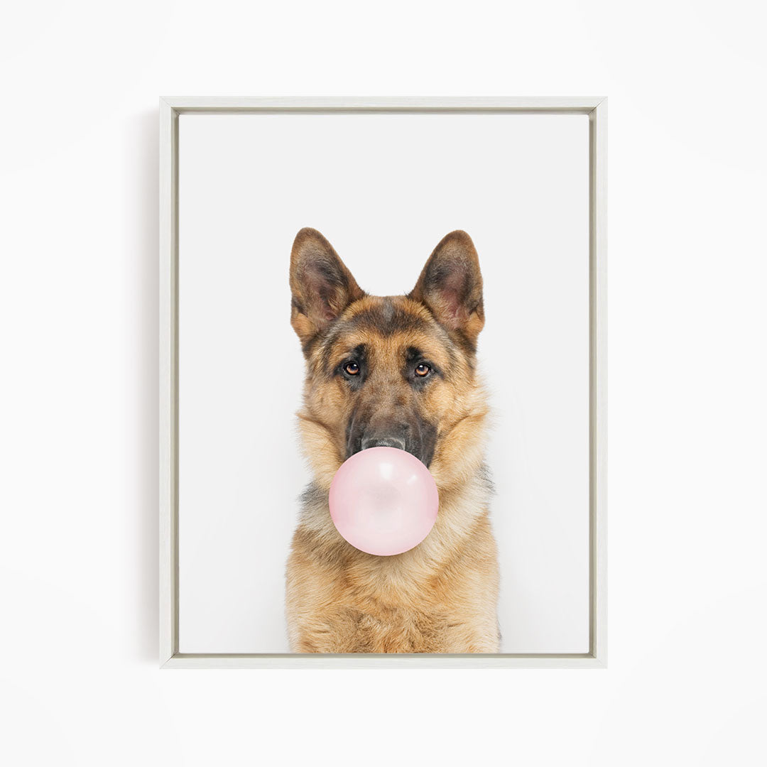 A German Shepherd dog is blowing a pink bubble gum bubble with its mouth.