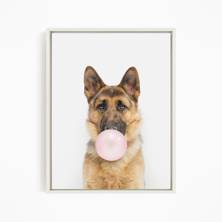 A German Shepherd dog is blowing a pink bubble gum bubble with its mouth.