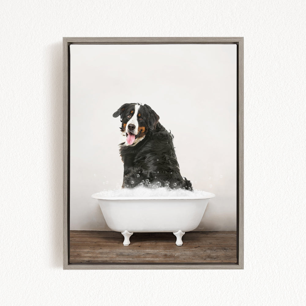 A Bernese mountain dog sitting in a white bathtub filled with bubbles, looking directly at the camera with its tongue out.