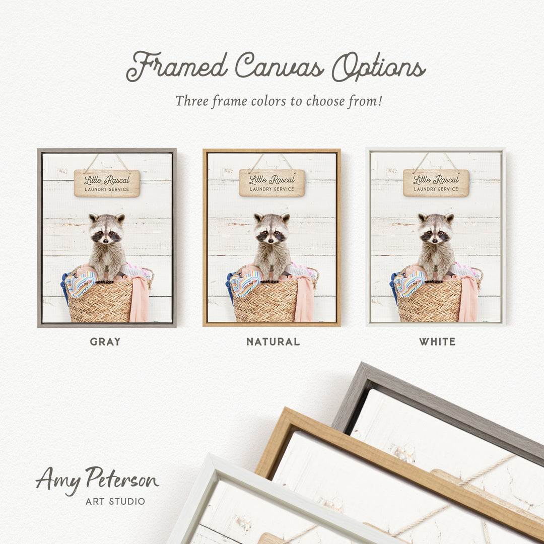 three framed canvas options, each featuring a raccoon in a basket. The options include a gray, a natural, and a white frame. The text above the options reads " framed Canvas Options" and "Three frame colors to choose from!". The artist's name, Amy Peterson, is also mentioned at the bottom of the image.