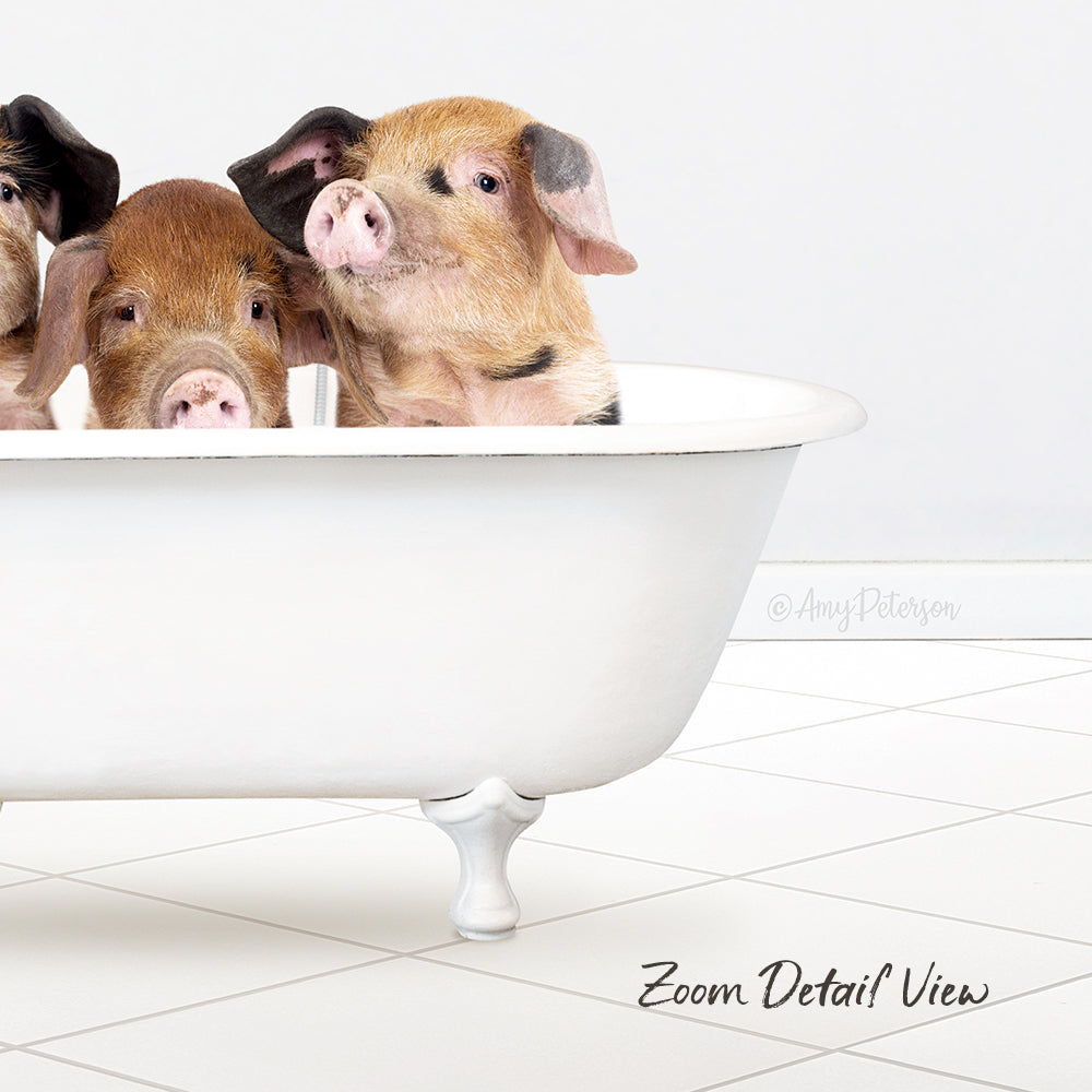 Two adorable pigs sitting in a white bathtub, looking curiously at the camera.