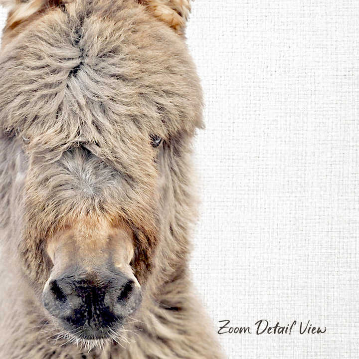 A close-up of a donkey's face, with its large eyes and distinctive features, is the main focus of the image.