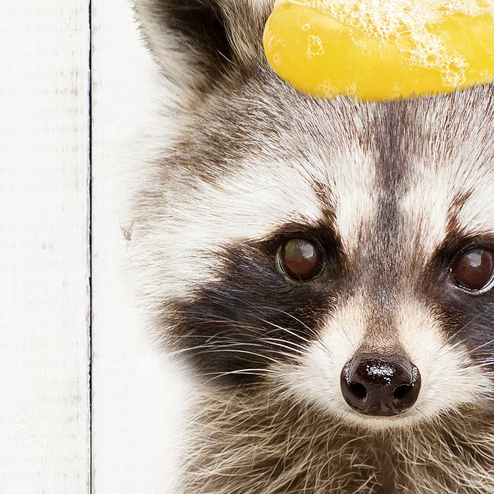 a raccoon with a yellow frisbee on its head