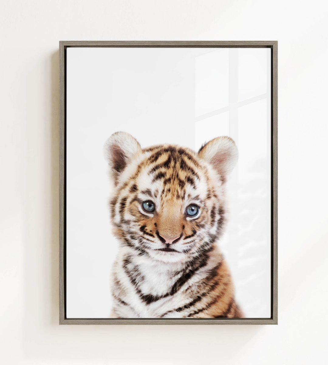 A young tiger cub with striking blue eyes and a captivating expression is the focal point of the framed image.