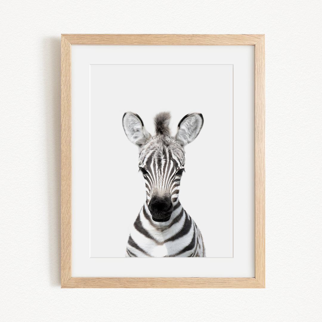 A framed photograph of a zebra's head, with its distinctive black and white striped pattern clearly visible.