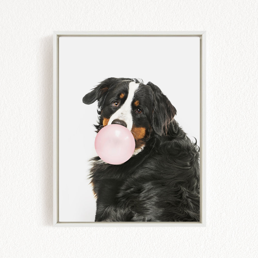A Bernese mountain dog is sitting on a white wall, blowing a pink bubble with its mouth.