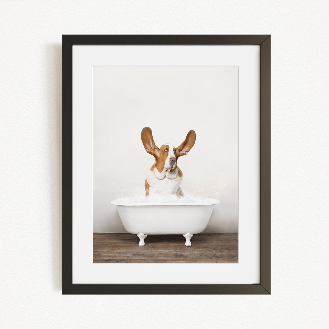 A brown and white dog sitting in a white bathtub, with its head tilted upwards and looking directly at the camera.