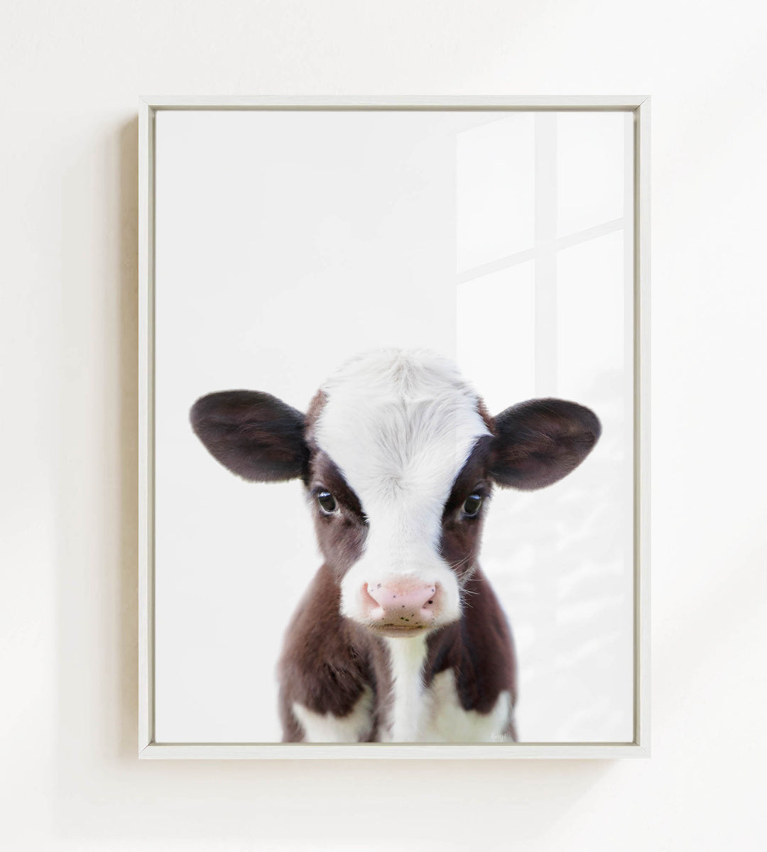 A framed photograph of a black and white cow with a curious expression, looking directly at the camera.