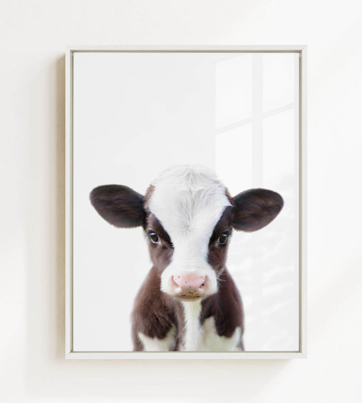 A framed photograph of a black and white cow with a curious expression, looking directly at the camera.