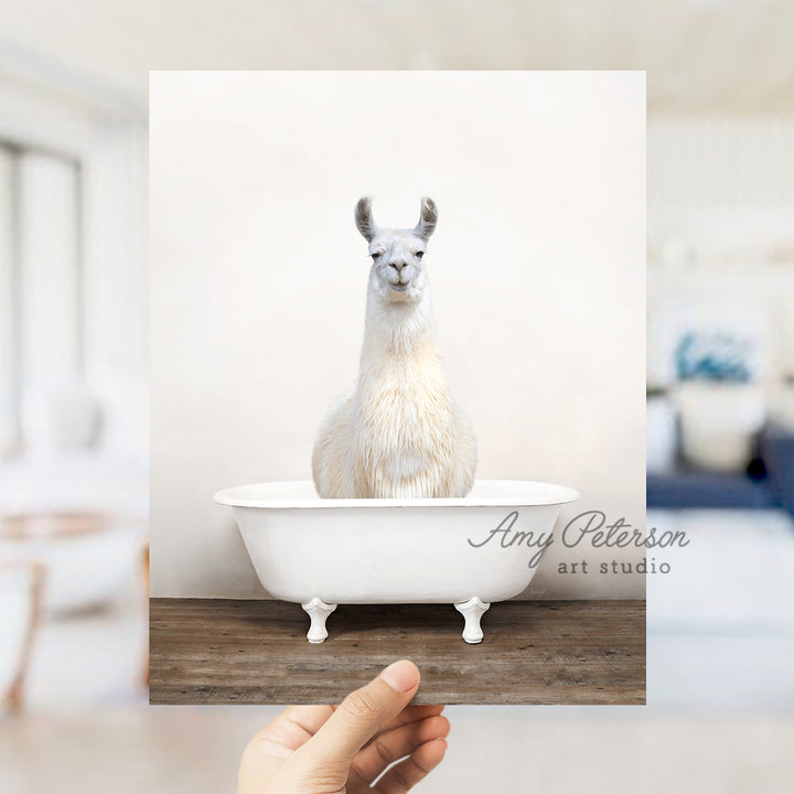 a llama sitting in a bathtub with a white background