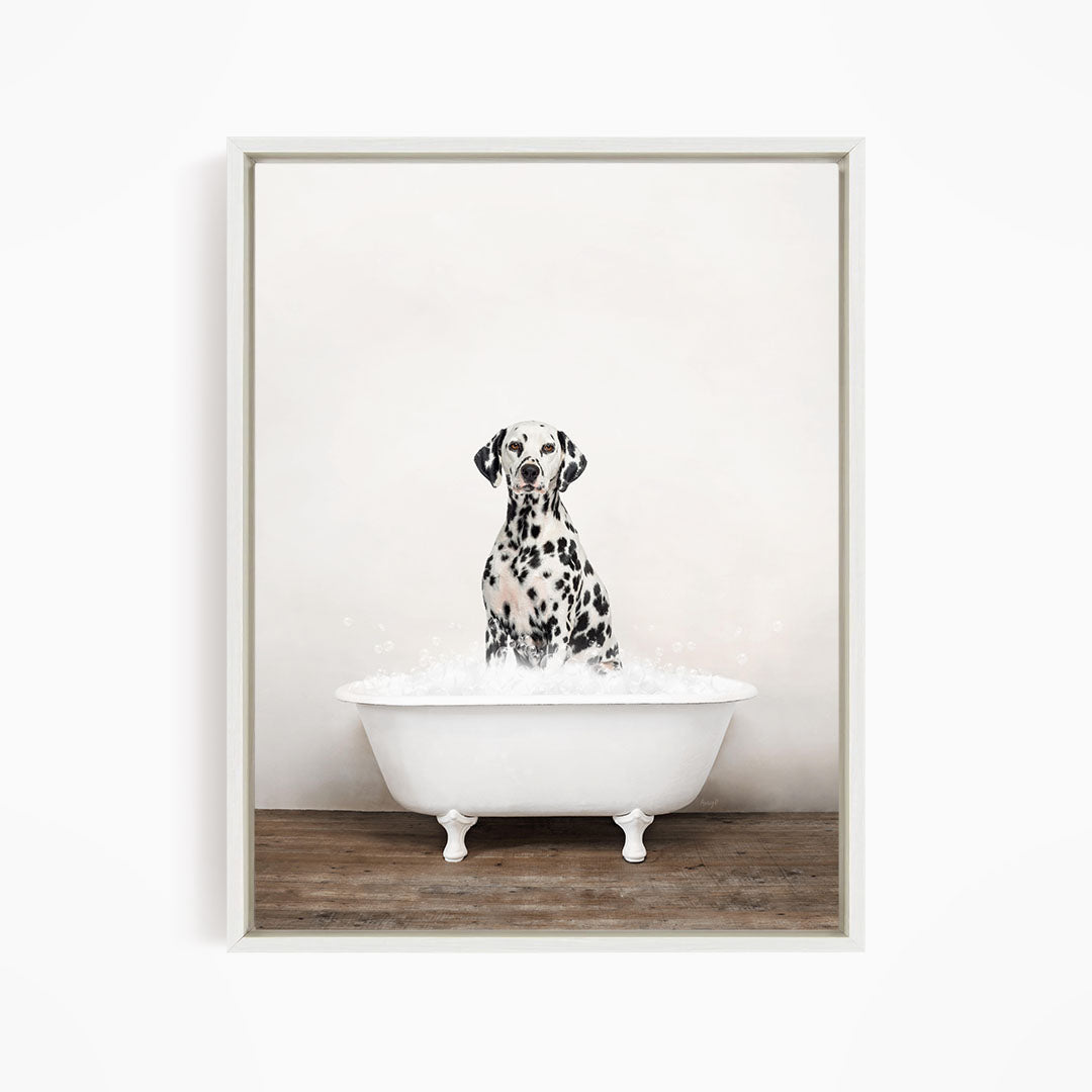 A Dalmatian dog sitting in a white bathtub filled with water, looking directly at the camera.
