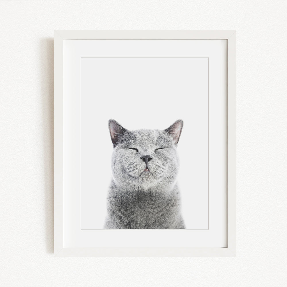 A gray cat with its eyes closed and mouth closed, giving the impression of a contented or relaxed expression.