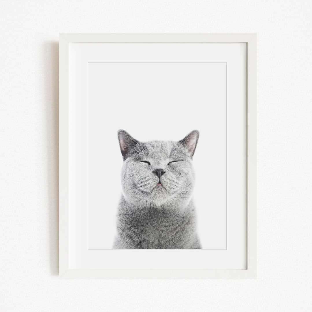 A gray cat with its eyes closed and mouth closed, giving the impression of a contented or relaxed expression.