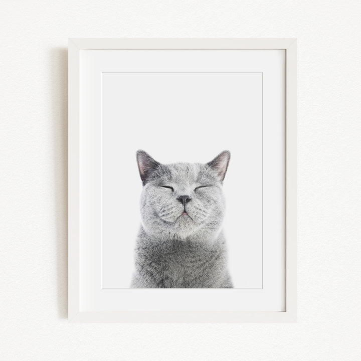 A gray cat with its eyes closed and mouth closed, giving the impression of a contented or relaxed expression.