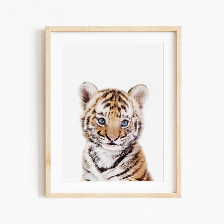 a picture of a baby tiger with blue eyes