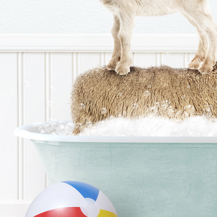 a small goat standing on top of a bath tub