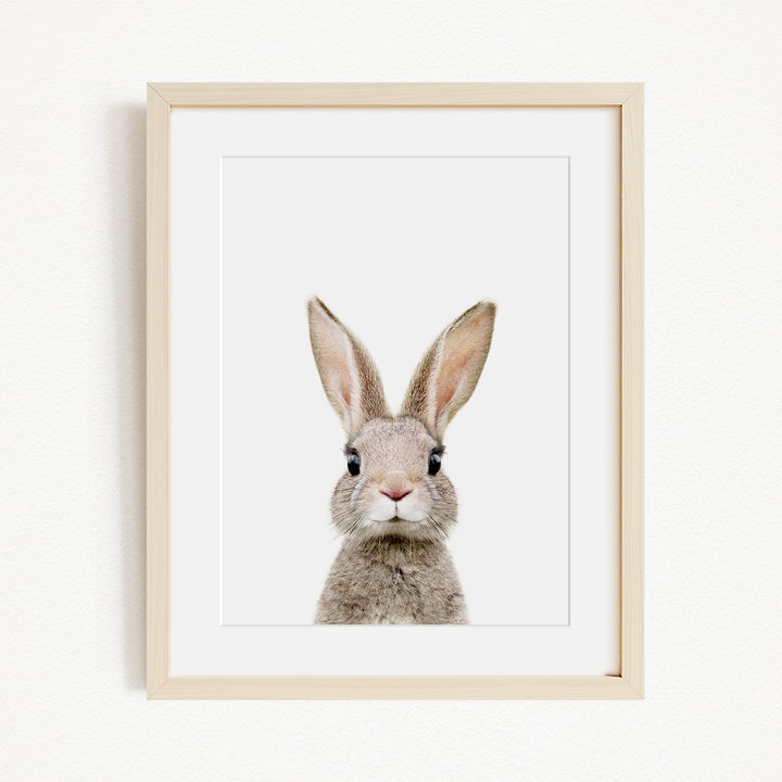 A framed image of a rabbit with large ears and a small nose, looking directly at the camera.