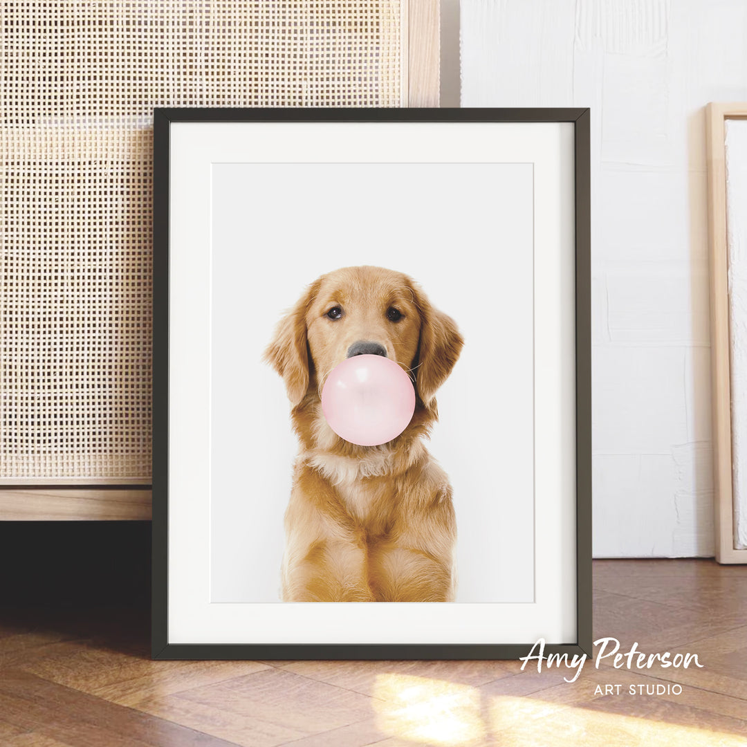 A golden retriever dog is sitting on a wooden floor, holding a pink bubble gum bubble in its mouth.