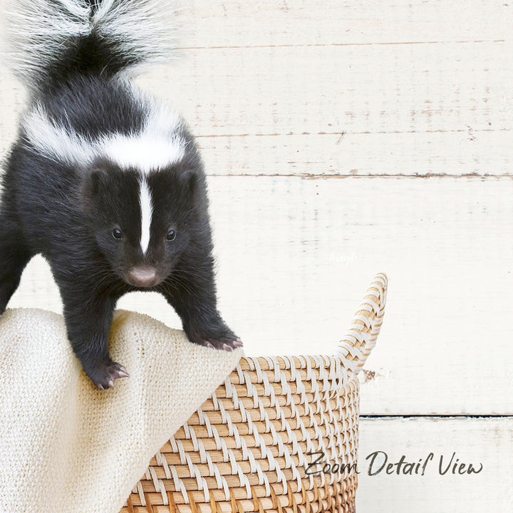 A young black and white striped skunk is standing on a woven basket, with a white blanket underneath it.