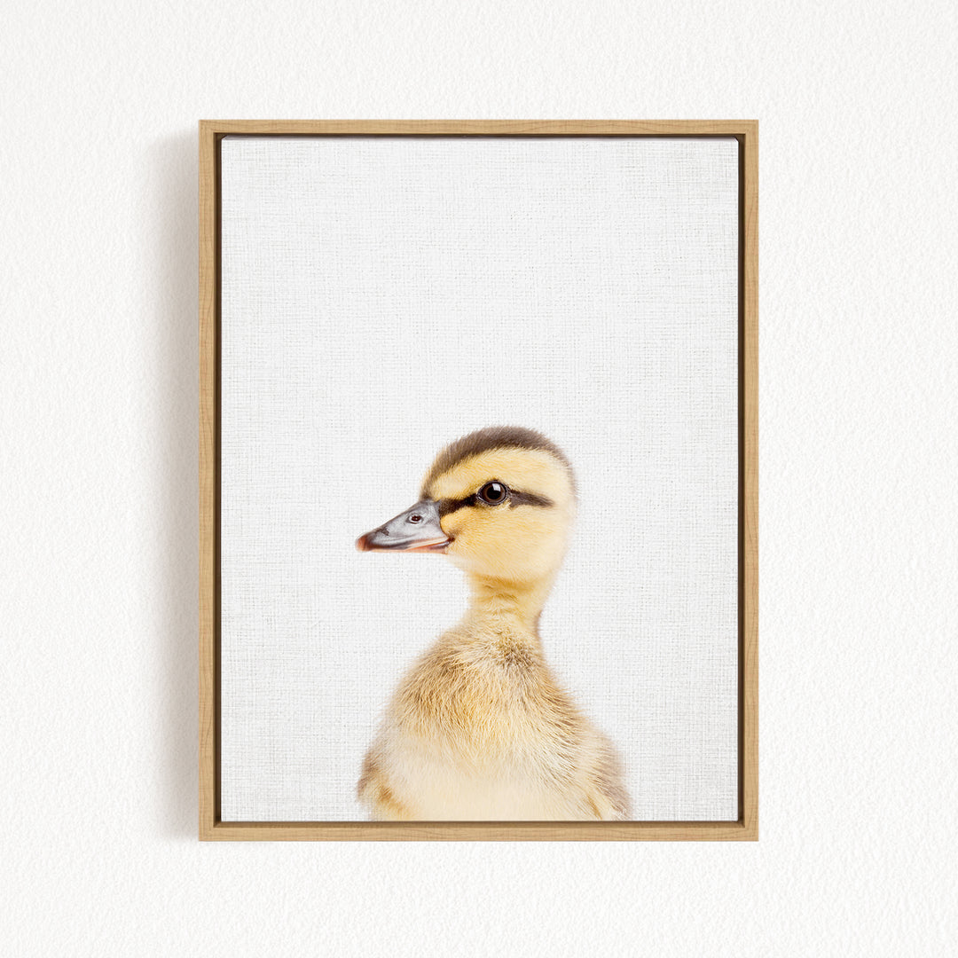 A young duckling peeking out from behind a white background, with a simple wooden frame around it.