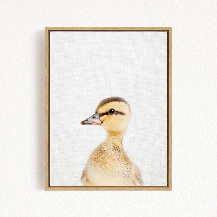 A young duckling peeking out from behind a white background, with a simple wooden frame around it.