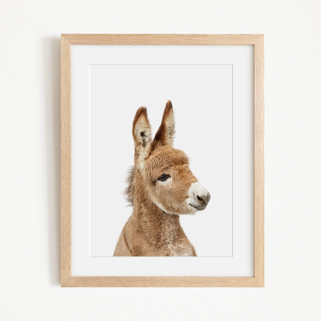 A framed image of a donkey's head, with its distinctive features such as large ears and a small nose clearly visible.