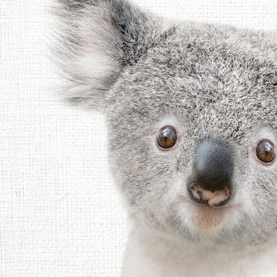 a close up of a koala with a white background