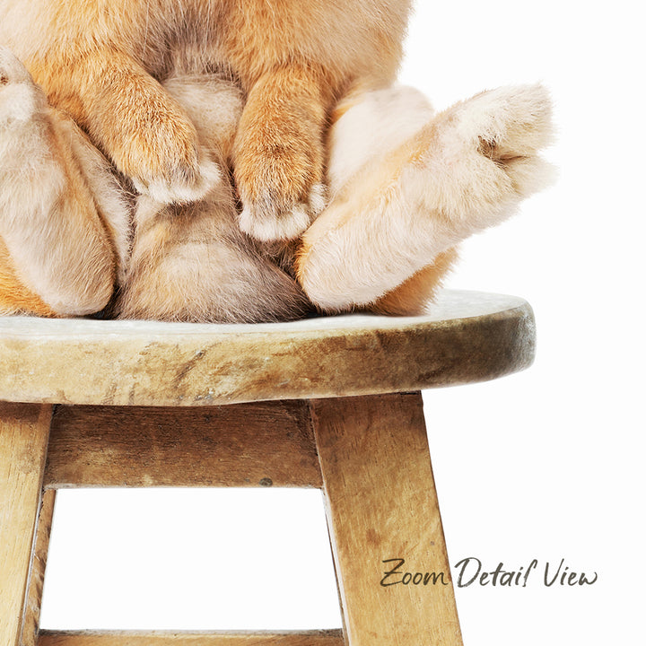 A close-up image of a cat sitting on a wooden stool, with its paws resting on the stool's edge.