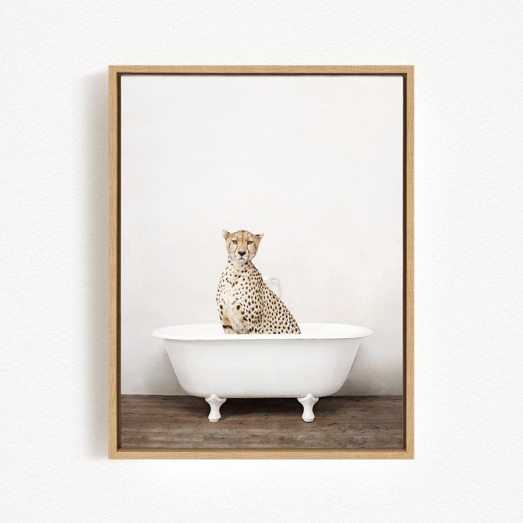 A cheetah sitting in a white bathtub against a plain white background.
