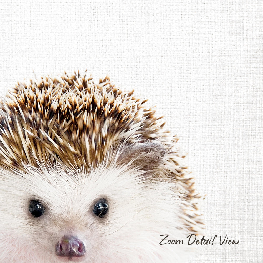 A close-up of a hedgehog's face, with its eyes and nose visible, against a plain white background.