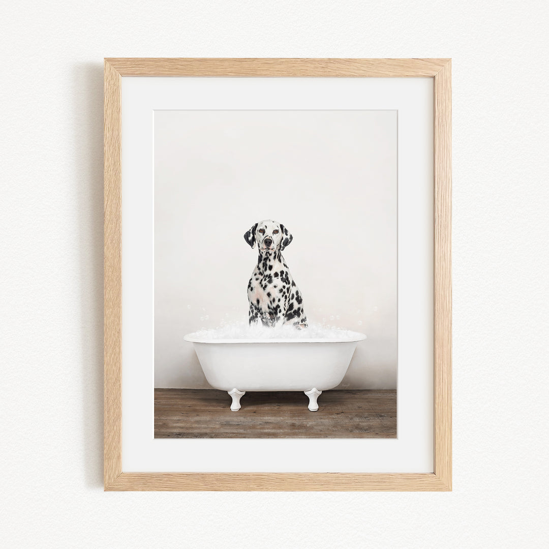 A Dalmatian dog sitting in a white bathtub filled with water, looking directly at the camera.