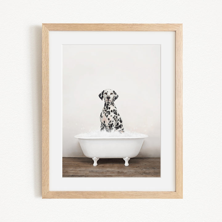 A Dalmatian dog sitting in a white bathtub filled with water, looking directly at the camera.