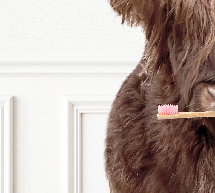 a dog with a toothbrush in its mouth