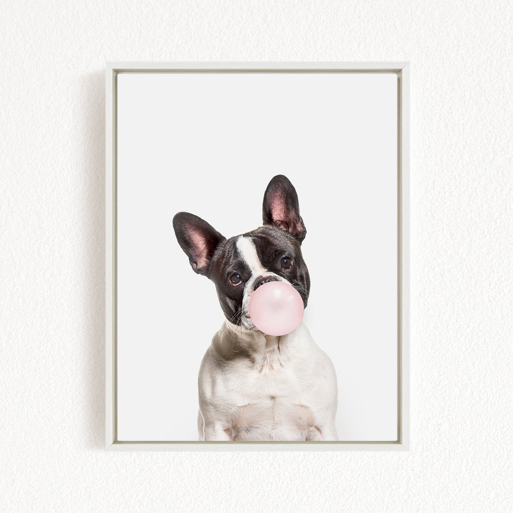 A black and white dog with a pink bubble gum bubble in its mouth, looking directly at the camera.