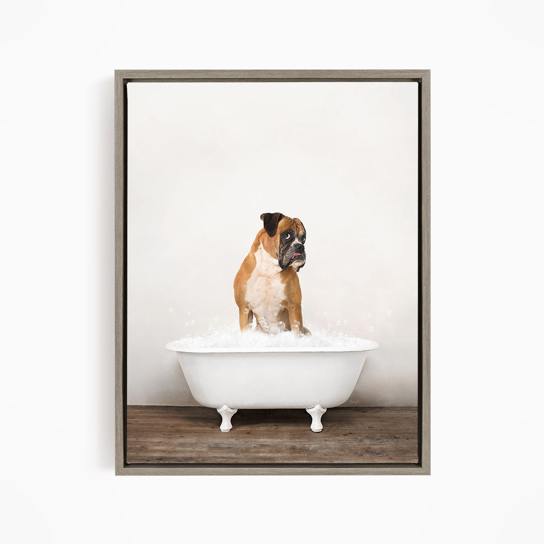 A brown and white dog sitting in a white bathtub filled with water, looking at the camera.