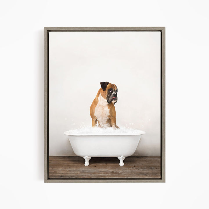 A brown and white dog sitting in a white bathtub filled with water, looking at the camera.