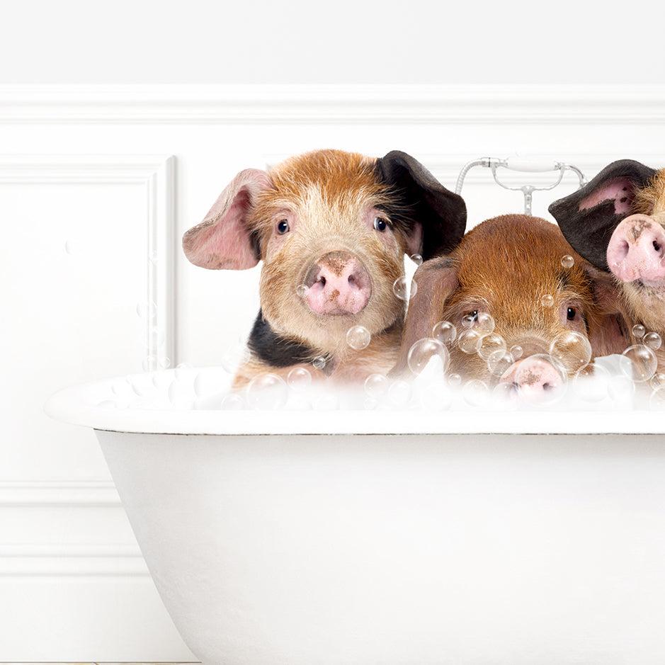 a group of pigs sitting in a bath tub