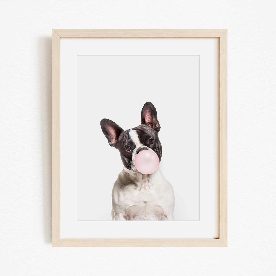 A black and white dog with a pink bubble gum bubble in its mouth, looking directly at the camera.