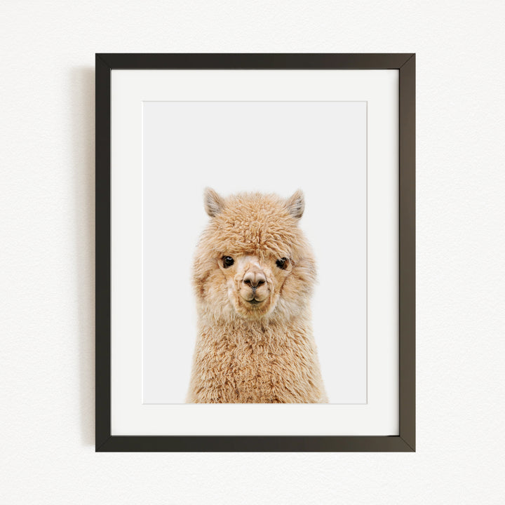 A framed image of a fluffy alpaca with its head turned towards the camera.