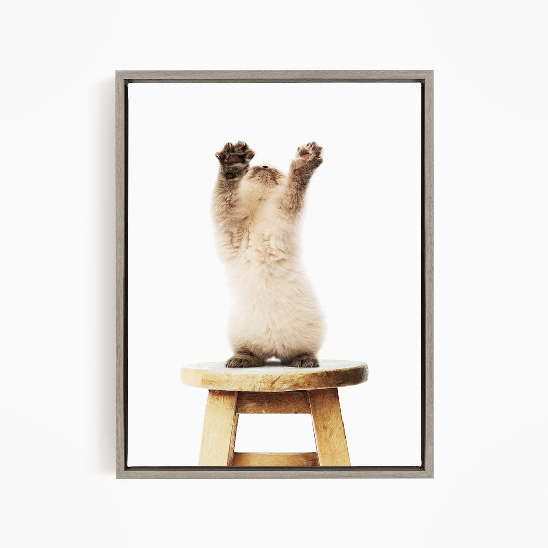 A fluffy white kitten stands on a wooden stool, with its paws raised in the air.