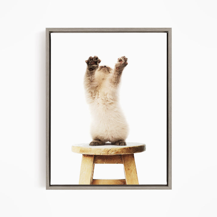 A fluffy white kitten stands on a wooden stool, with its paws raised in the air.