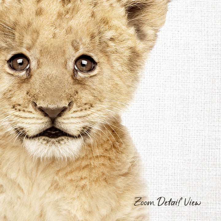 A close-up portrait of a young lion cub with large, expressive eyes and a soft, fluffy coat.