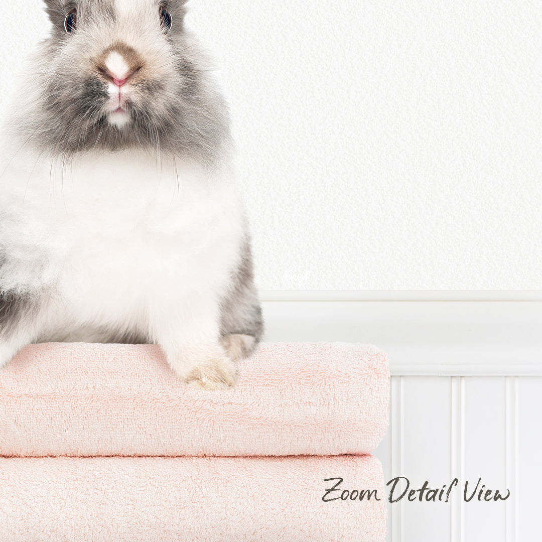 A fluffy gray and white rabbit sits on a pink towel, looking directly at the camera.