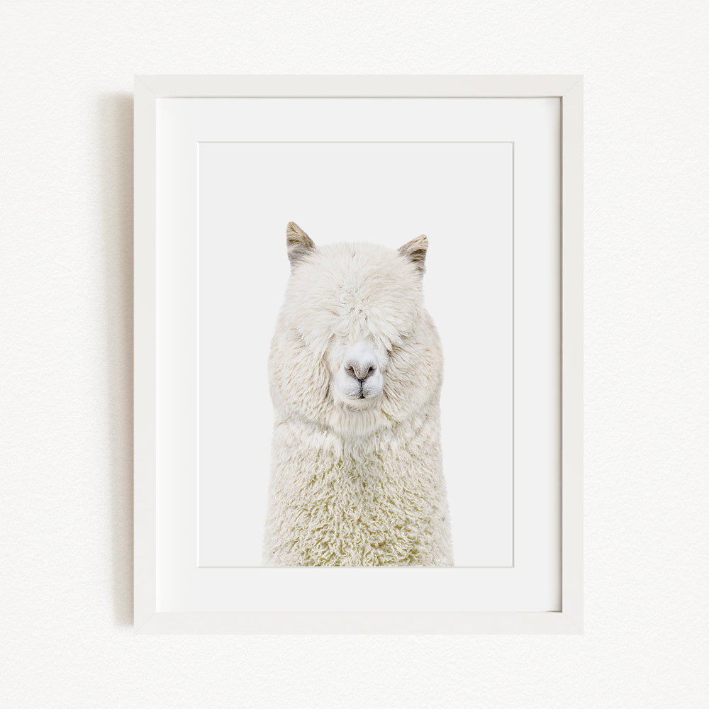 A white alpaca with its eyes closed is the focus of the image, which is framed and displayed on a white wall.