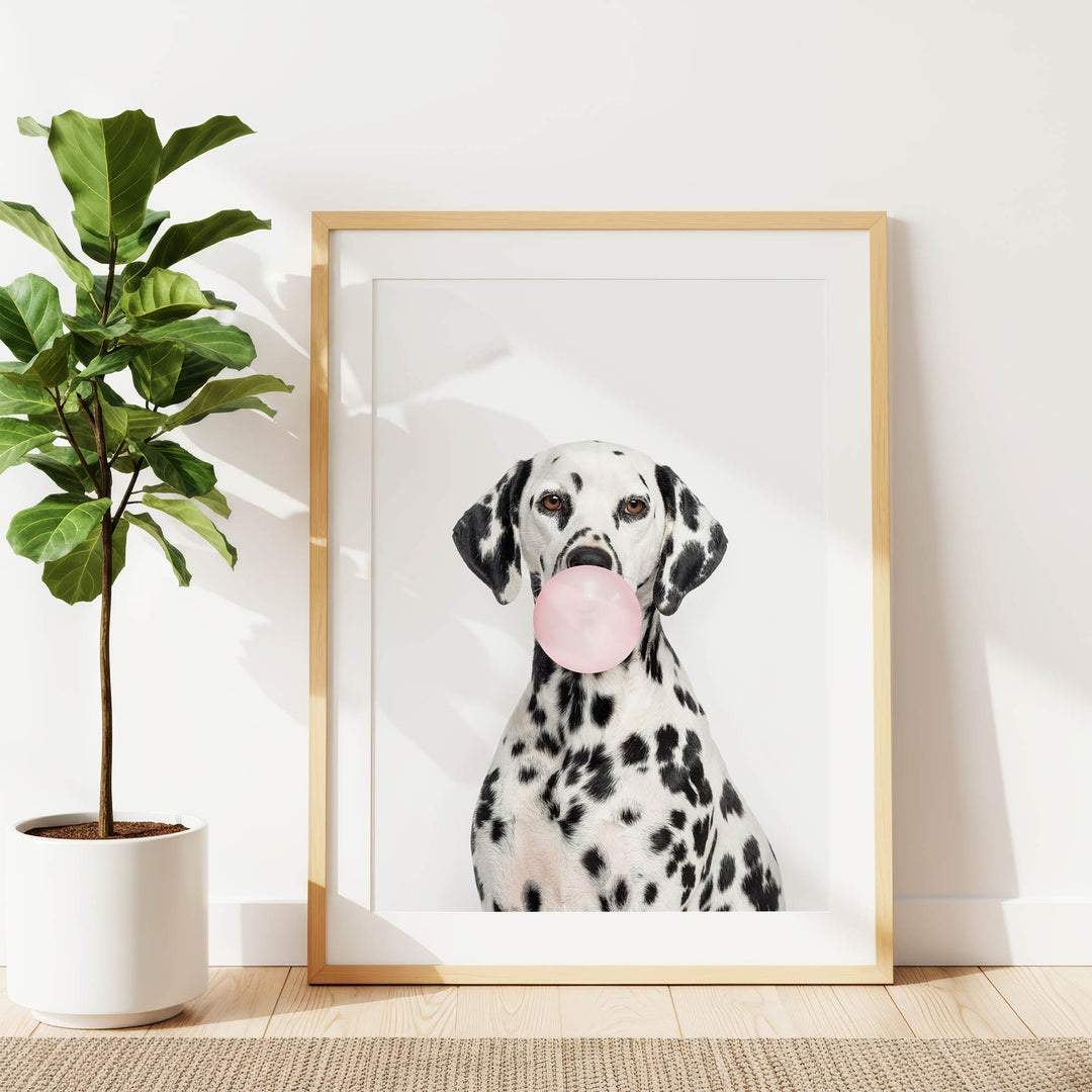 A Dalmatian dog is sitting in front of a white wall, holding a pink bubble gum bubble in its mouth.