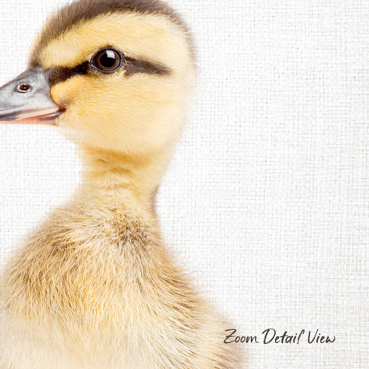 A close-up of a duckling's head and neck, with its beak open and eyes focused on the camera.